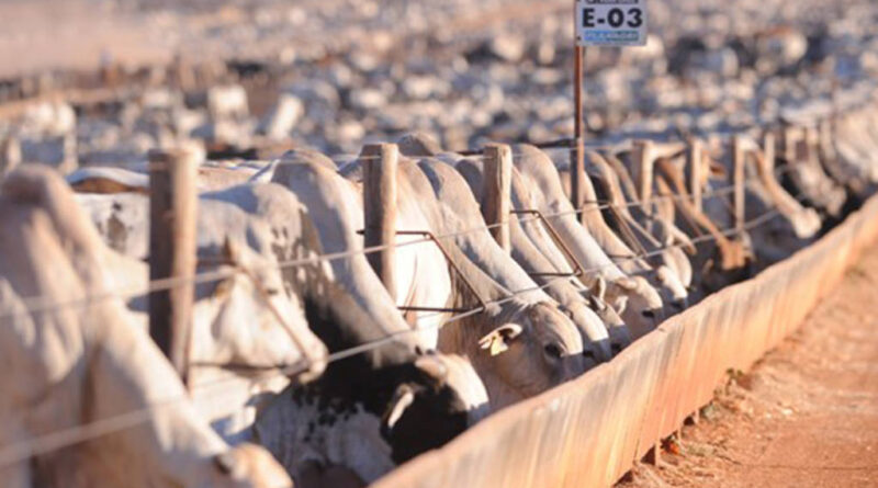 como ajustar alimentação do rebanho na mudança da seca para as águas