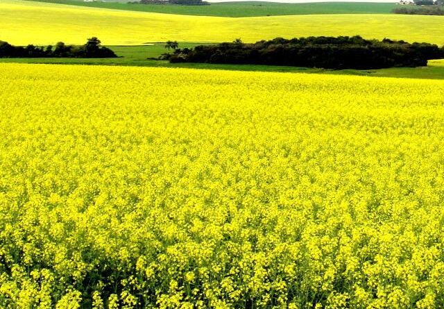 canola