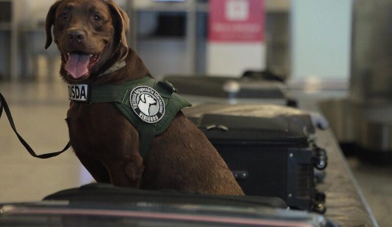 Leo cão farejador do Mapa