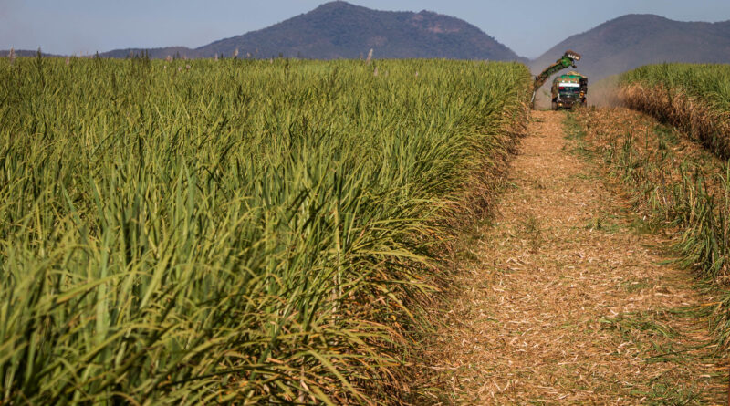 colheita de cana-de-açúcar