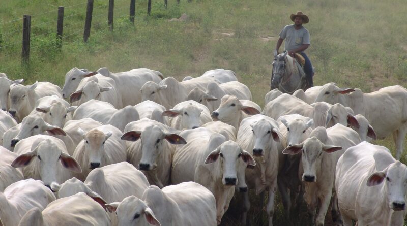 Nelore vacada vacas pecuarista boi