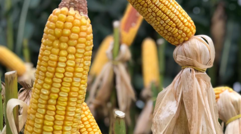 milho plantação lavoura