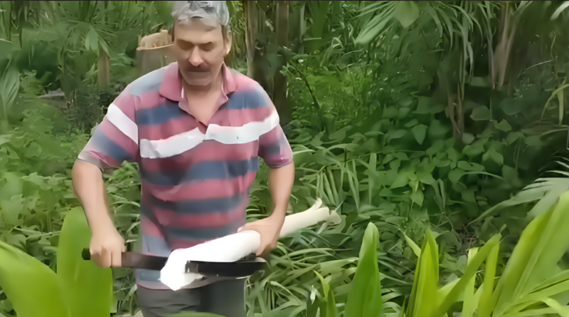 Homem com facão e palmito nas mãos