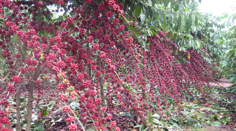 Café robusta amazônico