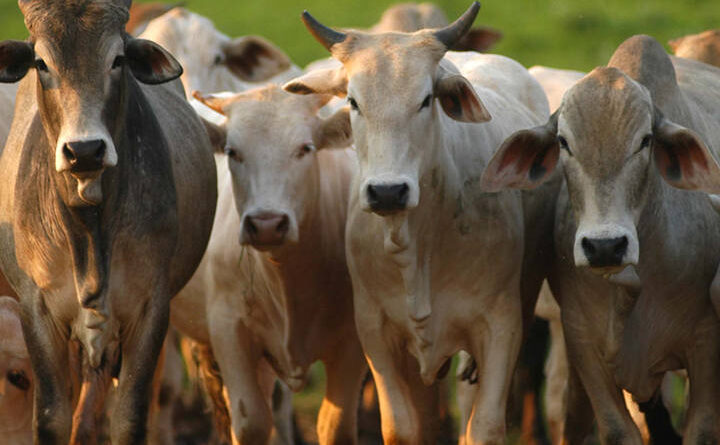 boi gordo, preço, cotação, arroba