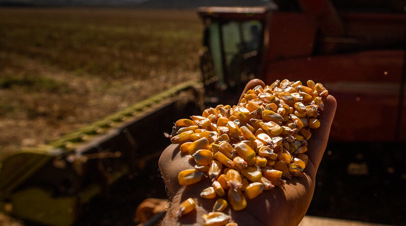 milho na mão do agricultor após colheita