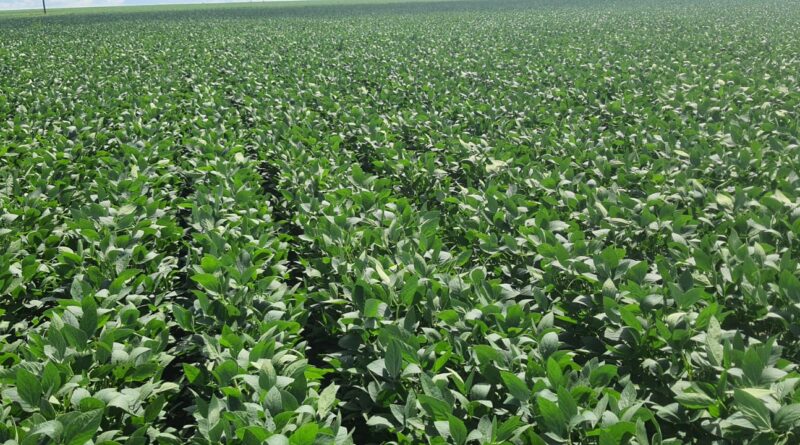 Foto: lavoura da soja de Eliane