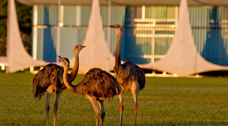 Emas no jardim do Palácio da Alvorada