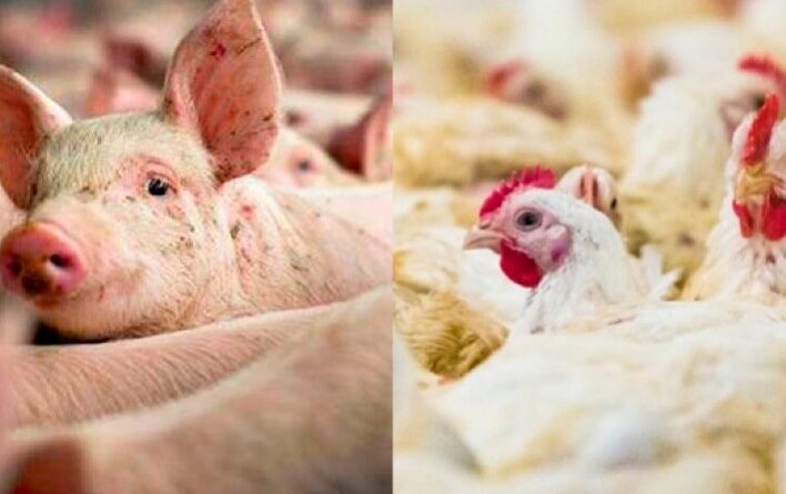 custos de produção, Embrapa, frango, suínos