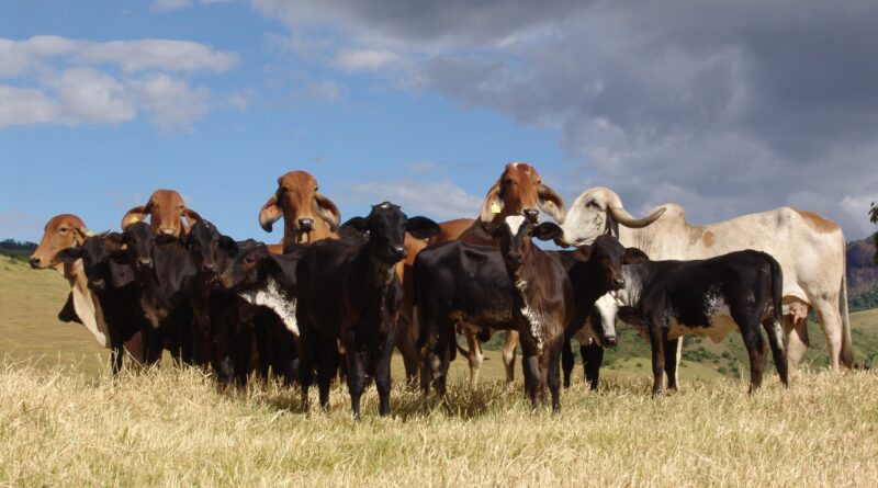 Gado leiteiro - vacas - pesquisa