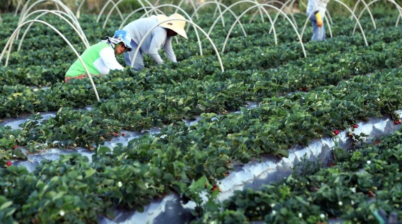 agricultores familiares