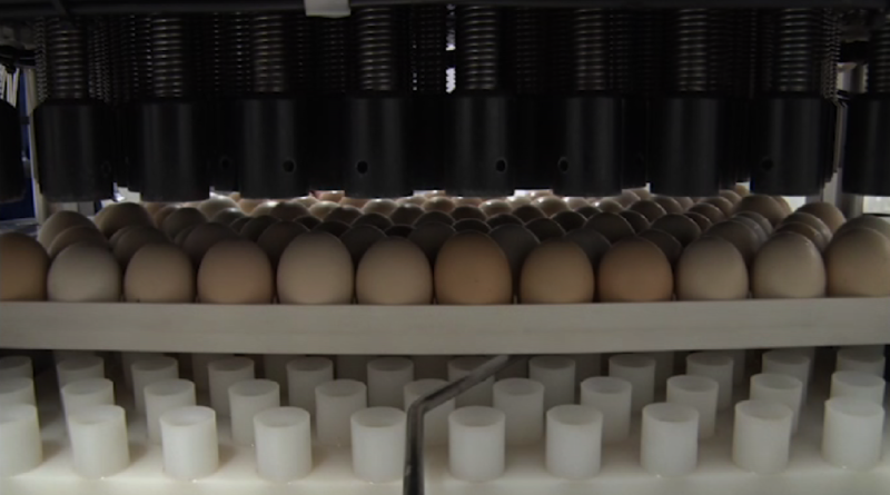 Embarques de genética avícola caem 13,4% em janeiro, mas setor está otimista