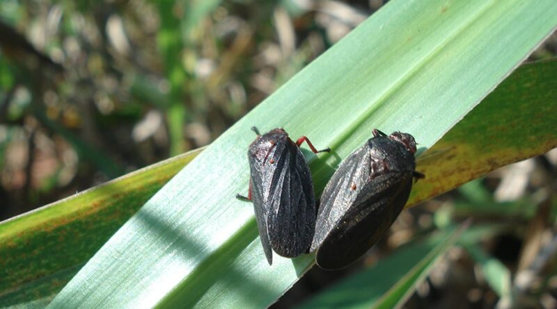 cigarinha-das-pastagens