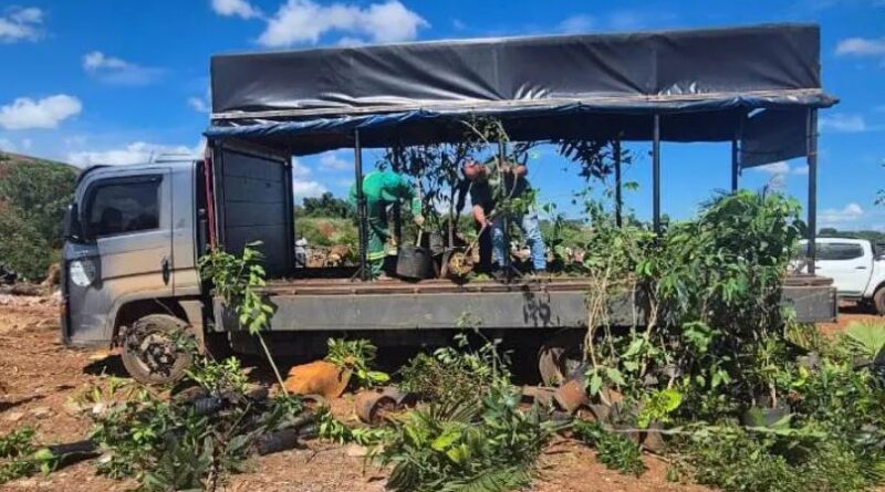 mudas frutíferas apreendidas