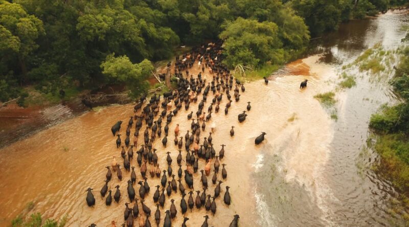 Comitiva gado Brangus no Pantanal