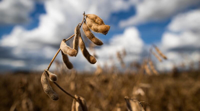 lavoura de soja