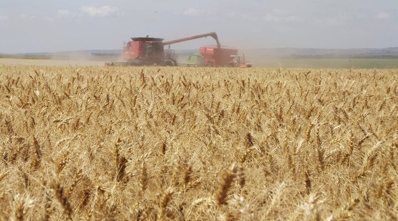 Movimentação brasileira de trigo no 1º bimestre de 2025 é recorde