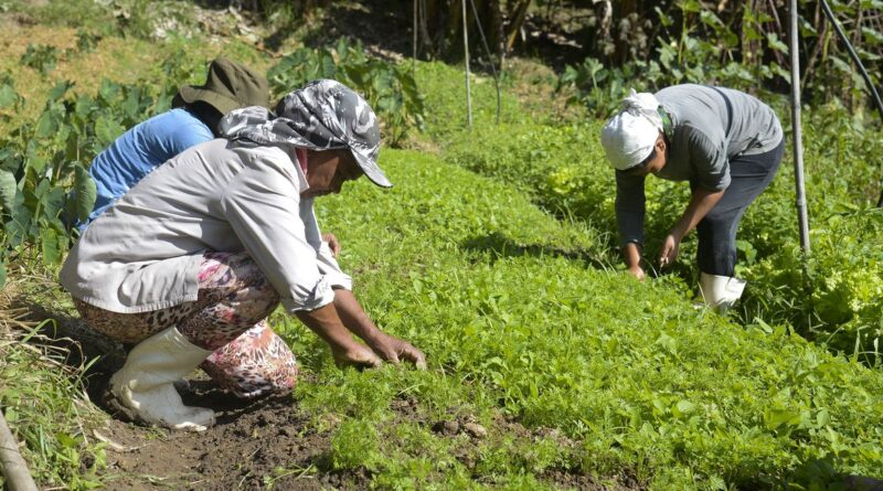 agricultura familiar, mulheres projeto