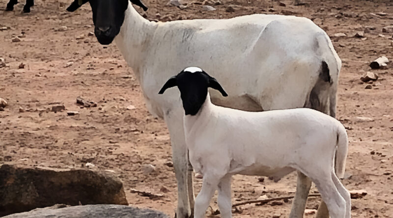 raça de ovinos soinga