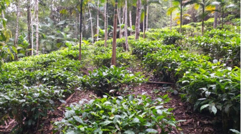 Plantação de palmeira-juçara