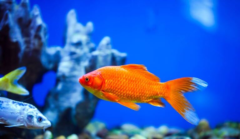 peixe ornamental exportações Brasil