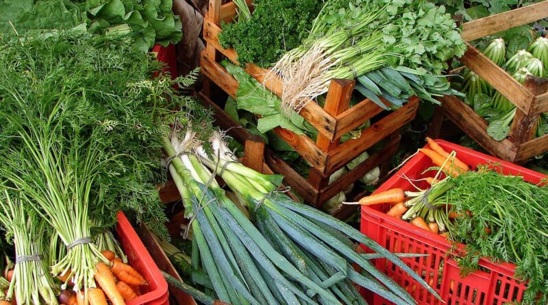 Programa quer ampliar produção de alimentos saudáveis no Nordeste