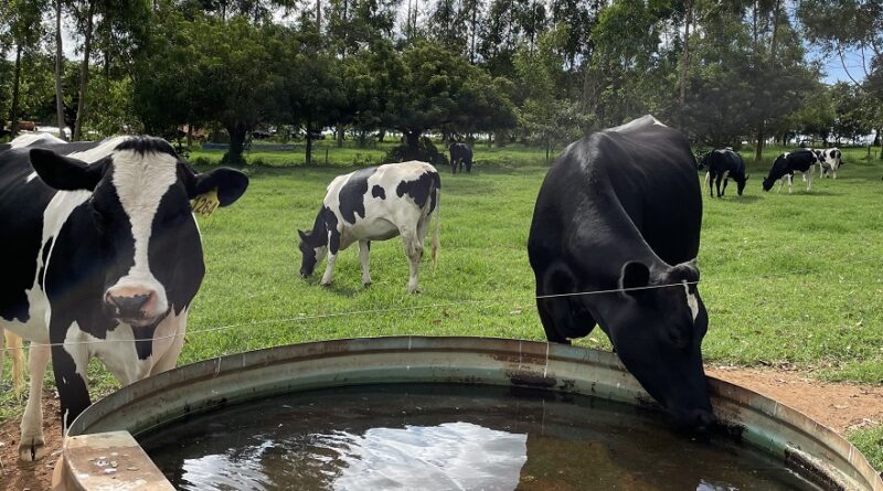 água bebedouro gado