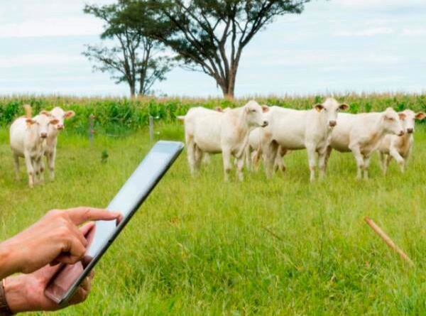 computador, celular, aplicativo, pecuária, tecnologia, zootecnista, startups, boi gordo