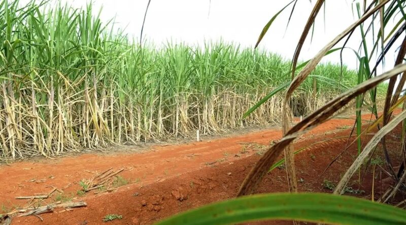 Plantação de cana-de-açúcar