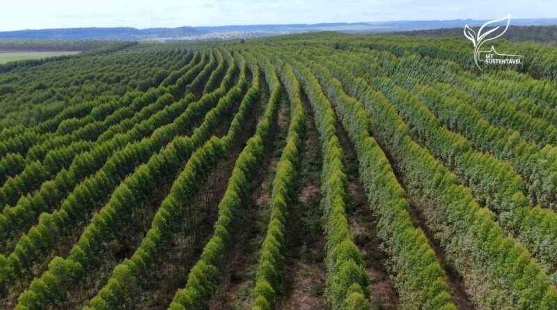 Floresta de eucalipto, silvicultura