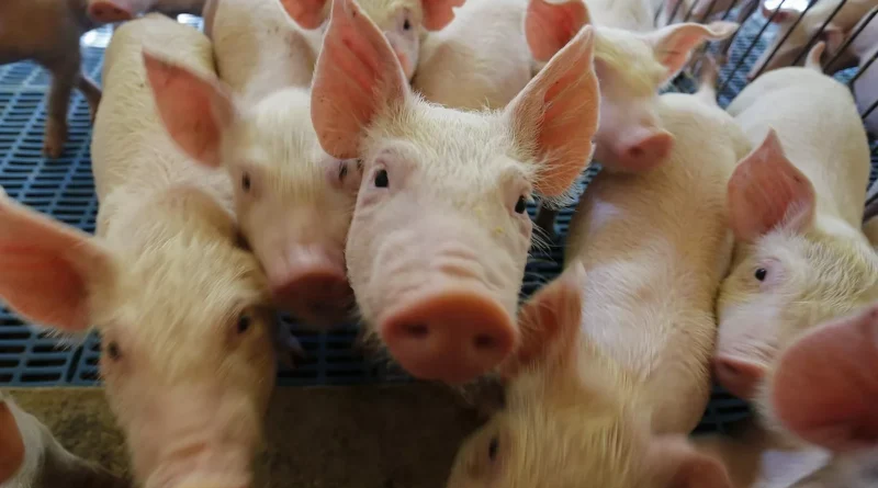 Granja suína, leitão