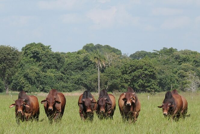 tourinho-sindi-a-campo