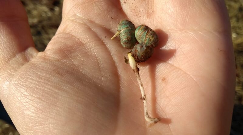 Semente de soja morta pela estiagem