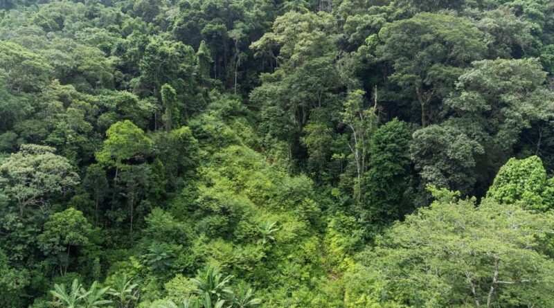 Recuperação Mata Atlântica Litoral Norte de SP
