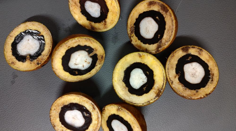 Macaúba - fruto com o interior amarelo e casca marrom