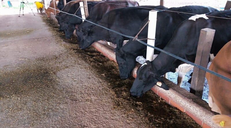 Produtores de leite de Mato Grosso vendem vacas para aproveitar alta da arroba