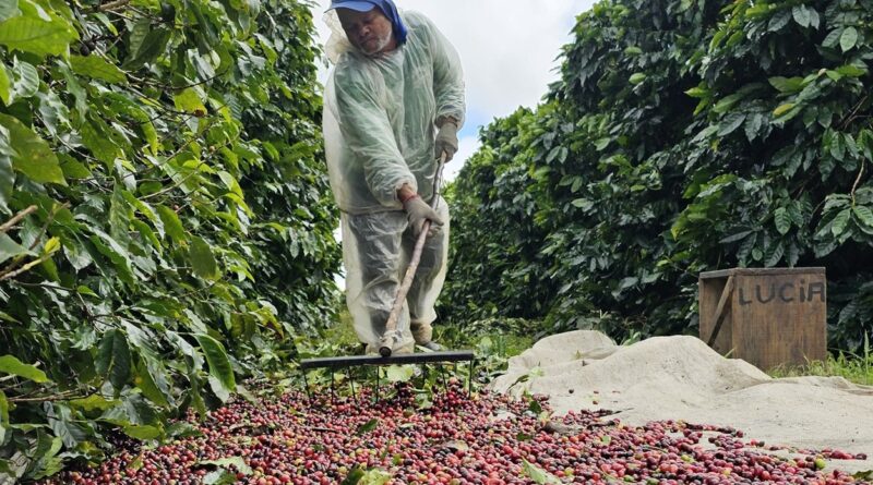 Produtor de cafés especiais amplia produtividade com uso de remineralizador