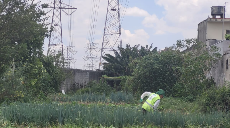 Programa instala hortas urbanas sob redes de transmissão de energia