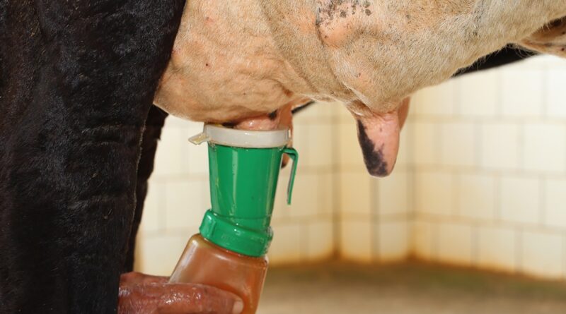 Mastite; leite; vaca