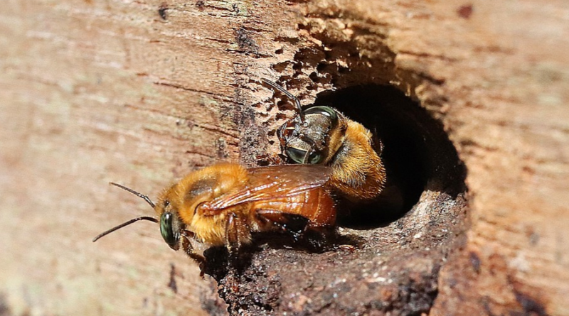 abelha sem ferrão no Pará