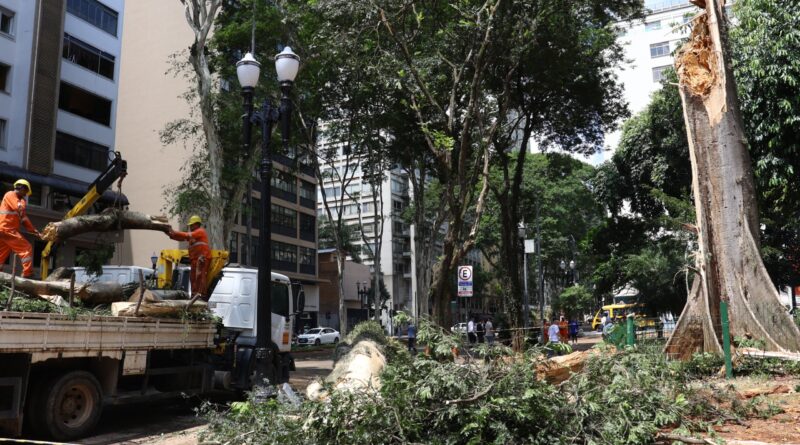 Terceira árvore mais antiga de São Paulo foi derrubada após temporal