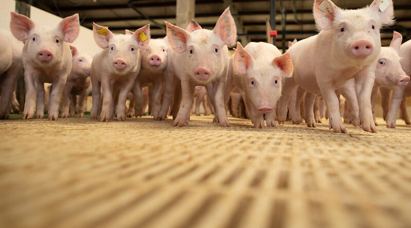 exportações de carne suína, polícia