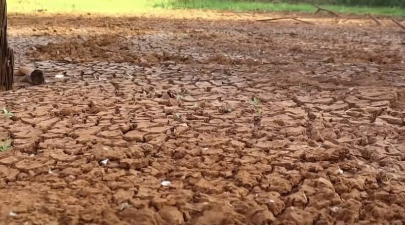 estiagem severa no rs - seguro rural