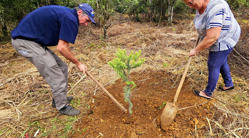 Araucária gigante de 700 anos que tombou em temporal é clonada no Paraná
