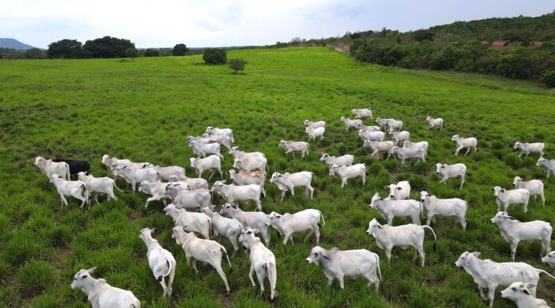 Bahia registra o maior número de bovinos abatidos em 29 anos