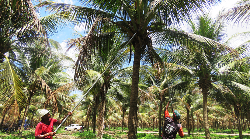 Trabalhadores recolhem o coco-da-baía - Foto: Camila Farias/Agência IBGE Notícias