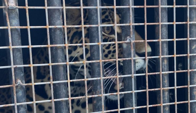 exportação de onça