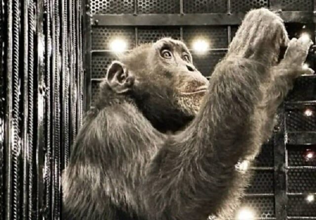 Chimpanzé Yoko desembarcou em Campinas na última semana Foto: divulgação Mapa