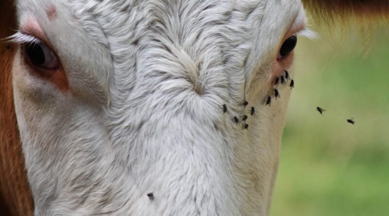 Doença que faz gado perder até 15% de peso tem se espalhado pelo país