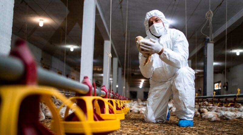 gripe aviária - faesp